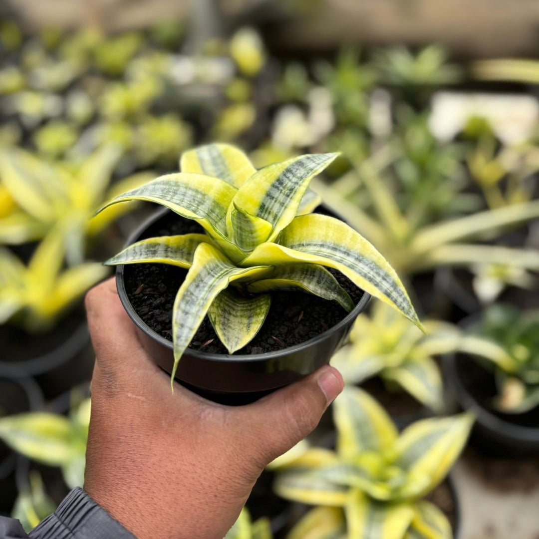 SA27 Sansevieria spyder variegated