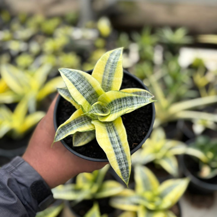 SA27 Sansevieria spyder variegated