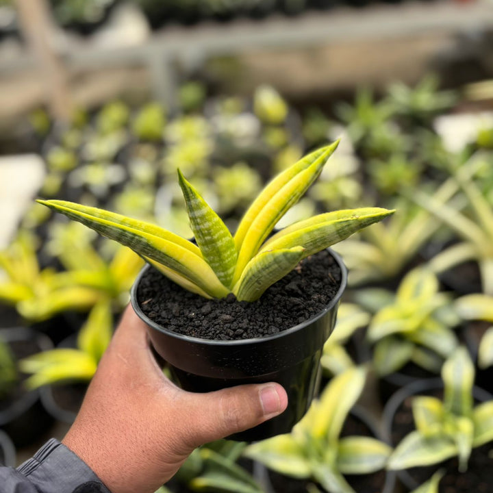 SA25  Sansevieria marsha anjani yellow variegated