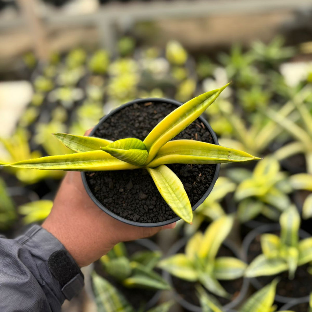 SA25  Sansevieria marsha anjani yellow variegated