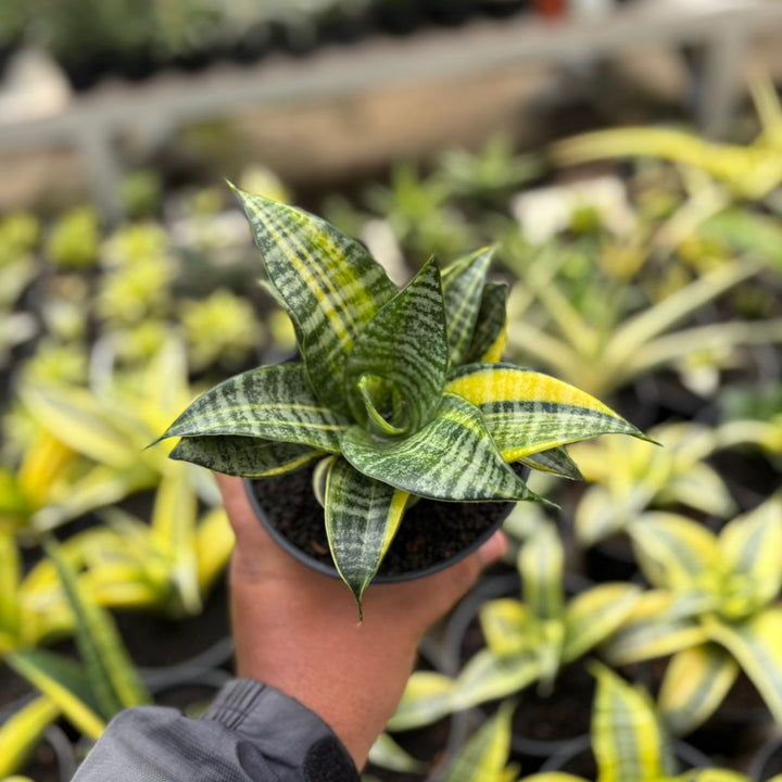 SA24 Sansevieria  marga variegated