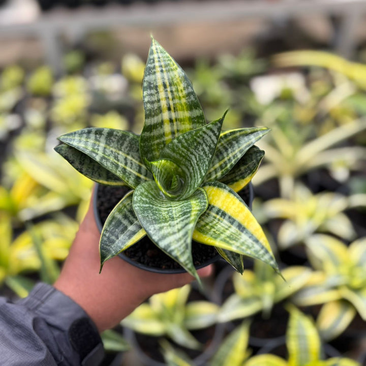 SA24 Sansevieria  marga variegated