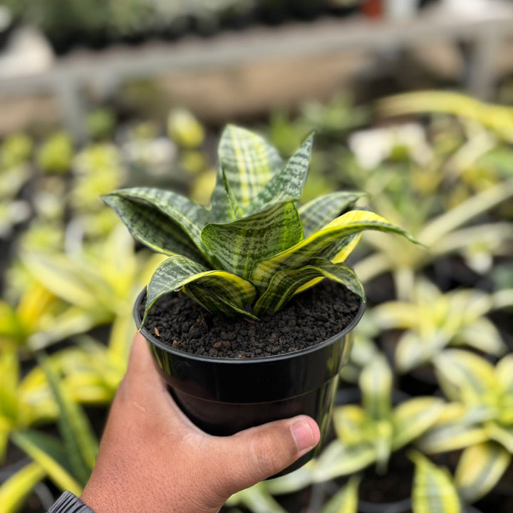 SA24 Sansevieria  marga variegated