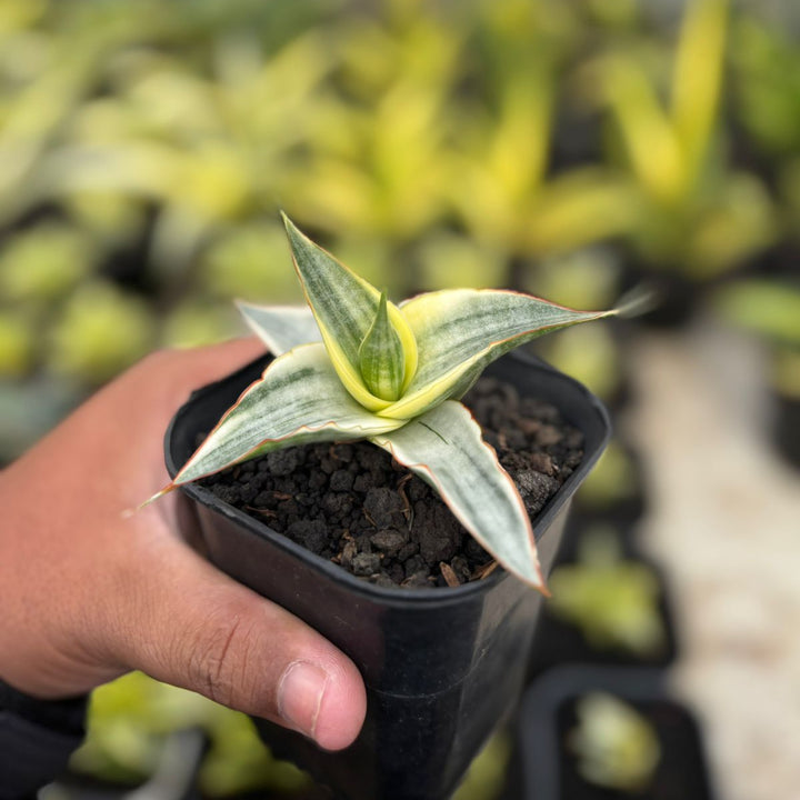 SA23 Sansevieria snow white