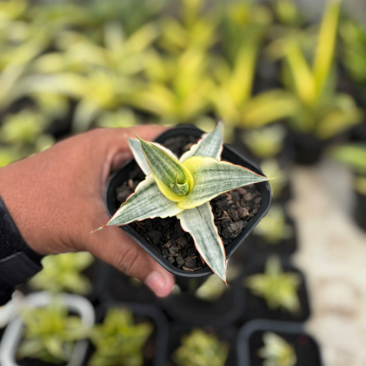 SA23 Sansevieria snow white