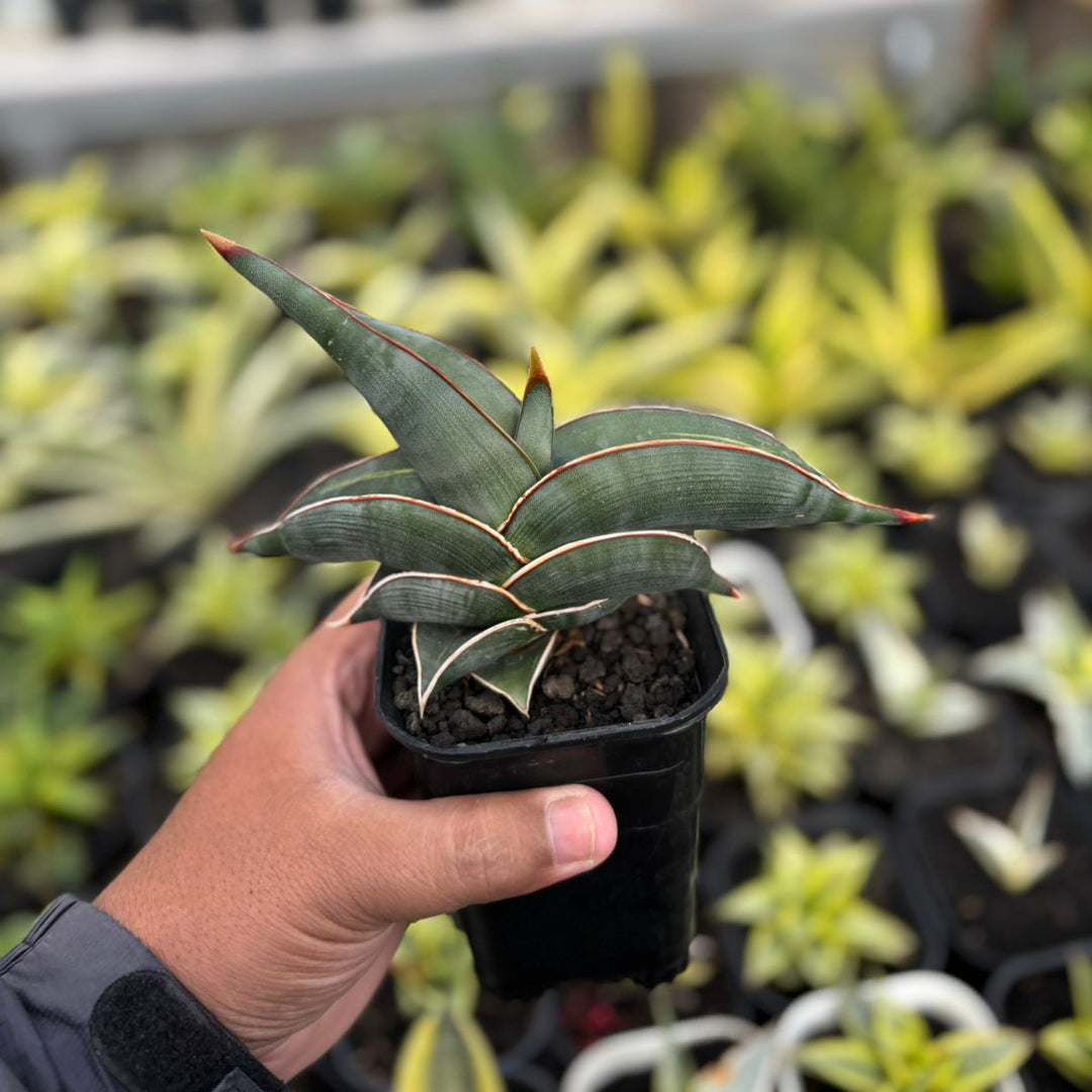 SA22 Sansevieria Rorida variegated