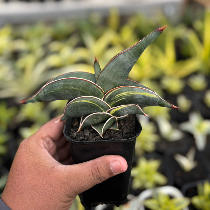 SA22 Sansevieria Rorida variegated
