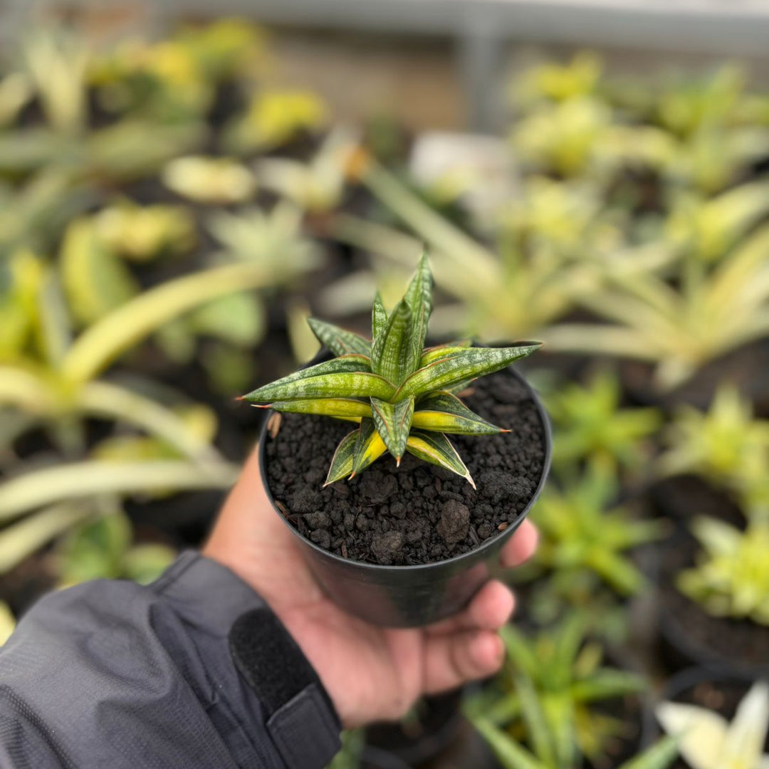 SA21 Sansevieria balii bintang variegated