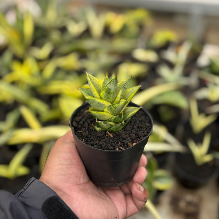 SA20 Sansevieria vagoda variegated