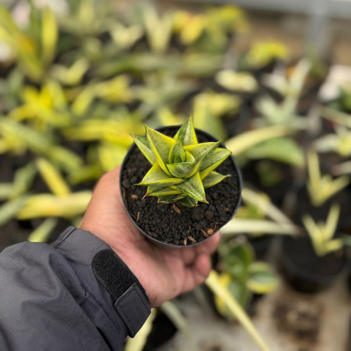 SA20 Sansevieria vagoda variegated