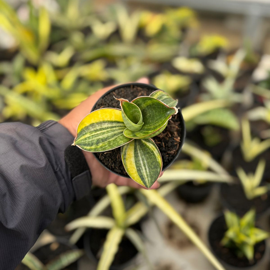 SA19 Sansevieria mason bowel variegated