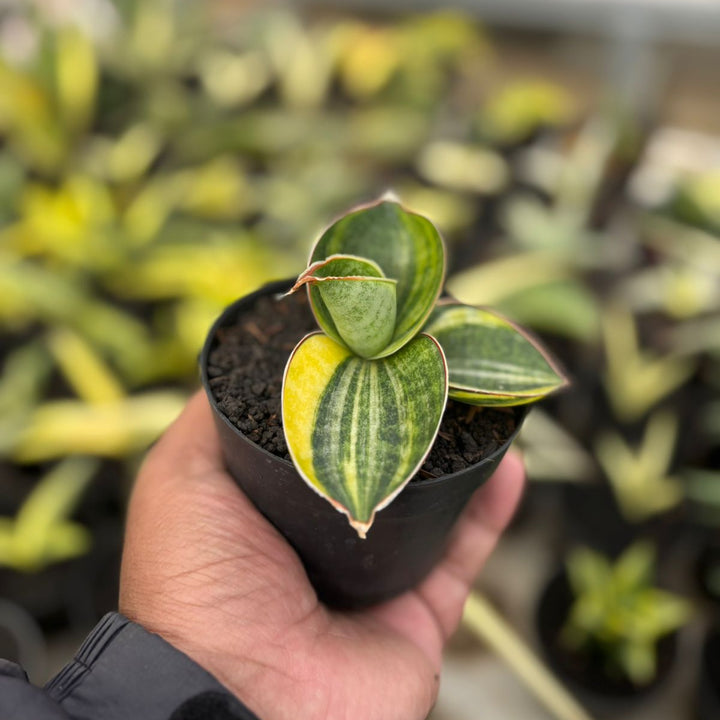 SA19 Sansevieria mason bowel variegated