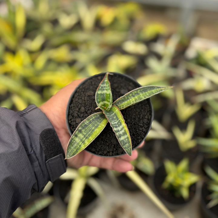 SA18 Sansevieria fischeri variegated