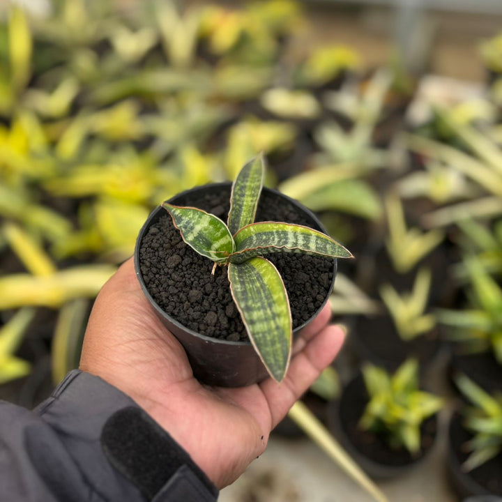 SA18 Sansevieria fischeri variegated