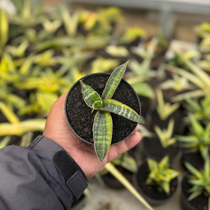 SA18 Sansevieria fischeri variegated