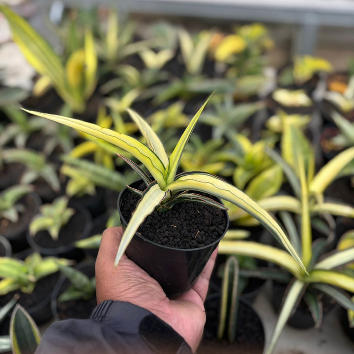 SA17 Sansevieria midnight fountain variegated white