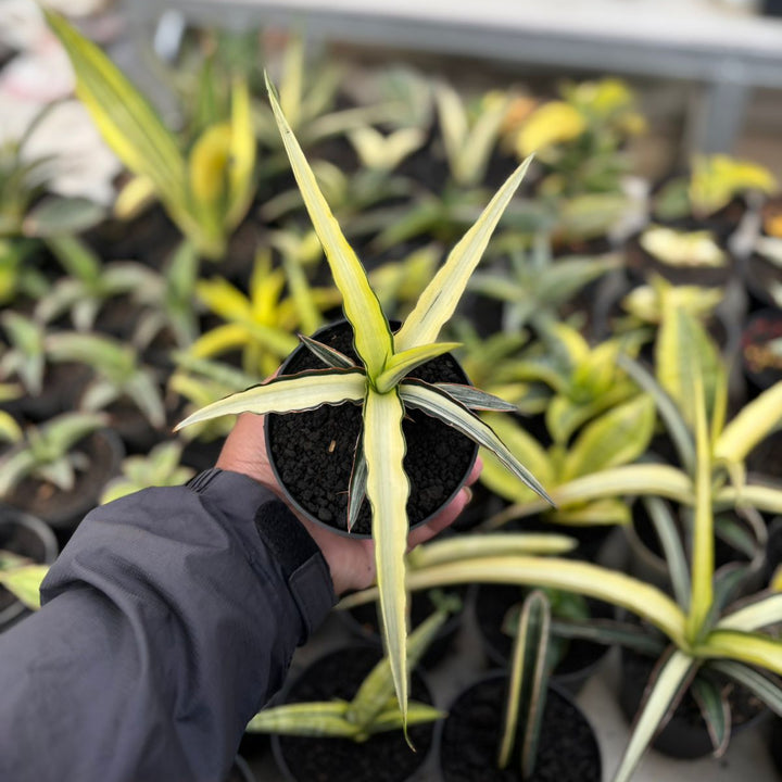 SA17 Sansevieria midnight fountain variegated white
