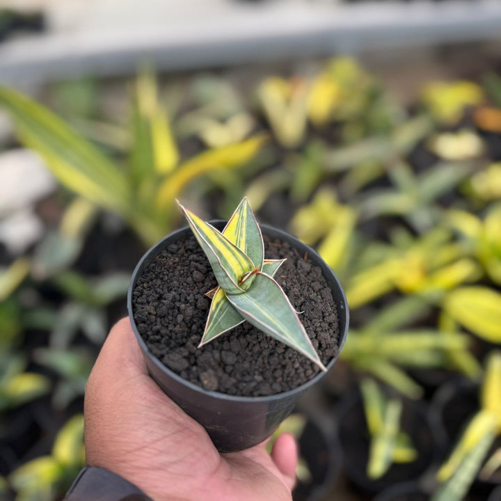 SA16 Sansevieria johanesburg variegated