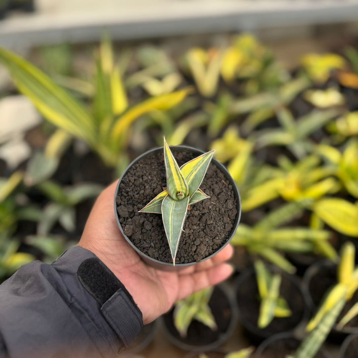 SA16 Sansevieria johanesburg variegated
