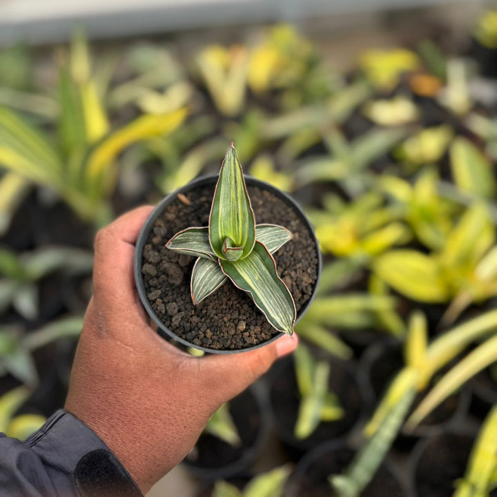 SA15 Sansevieria drak green clone variegated white