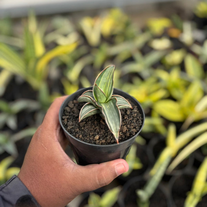SA15 Sansevieria drak green clone variegated white