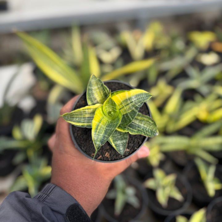 SA06 Sansevieria Ariela variegated