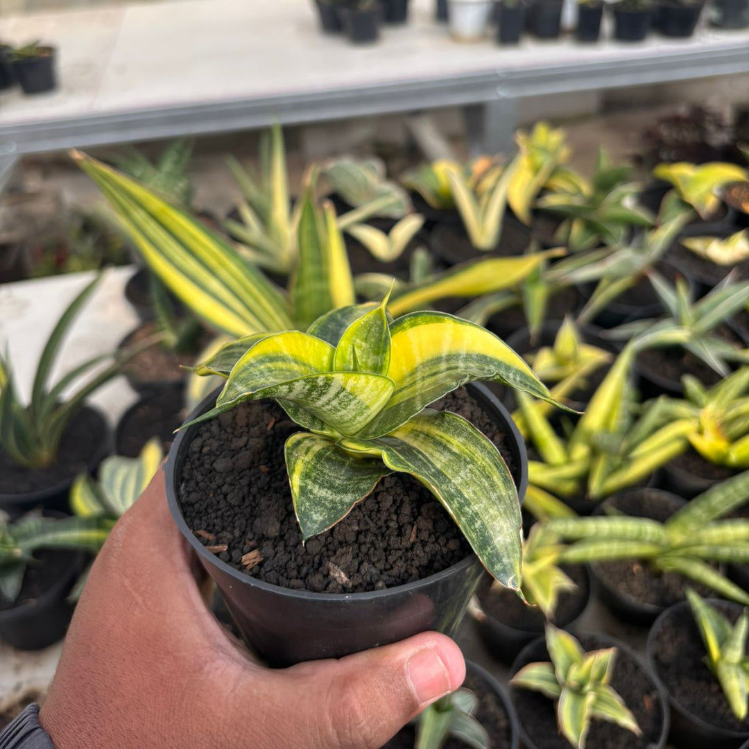 SA06 Sansevieria Ariela variegated