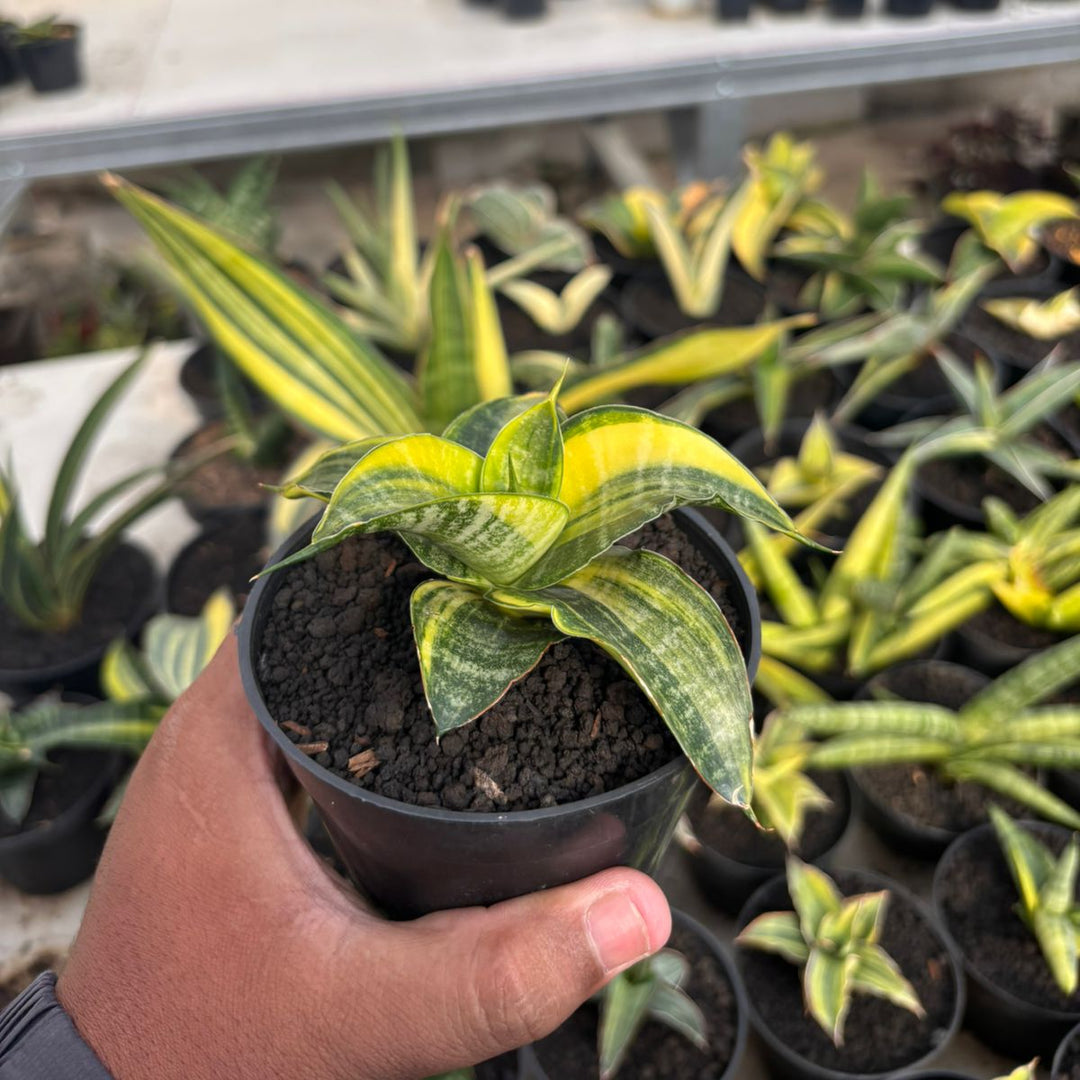 SA14 Sansevieria ariela  variegated white