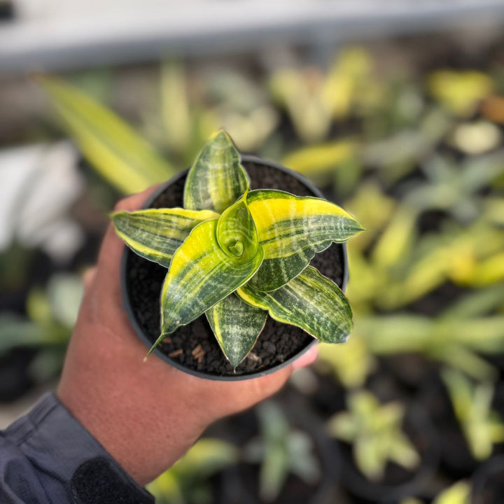 SA06 Sansevieria Ariela variegated