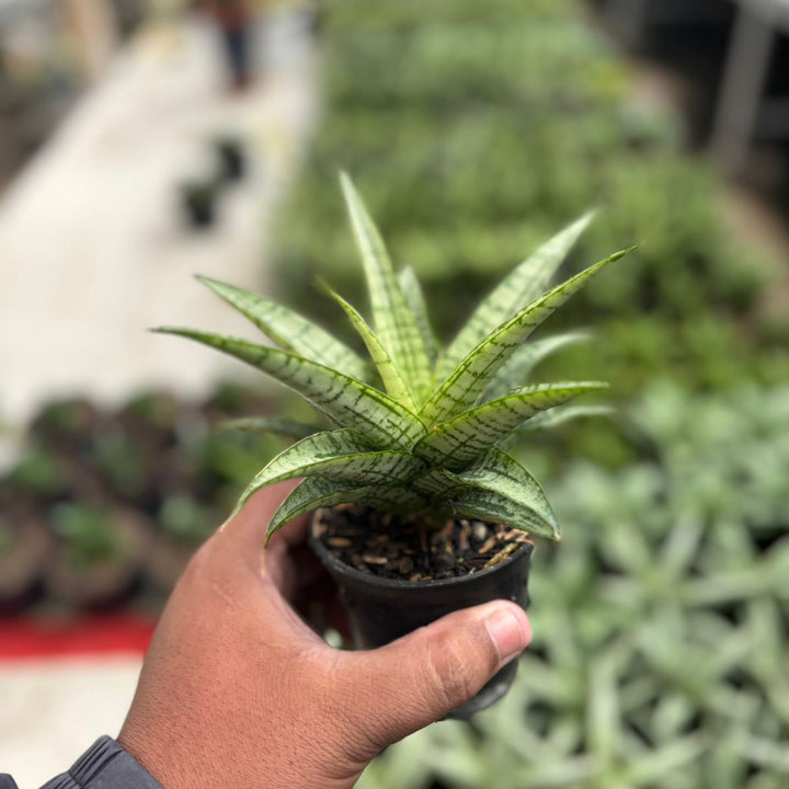 SA13 Sansevieria gepeng