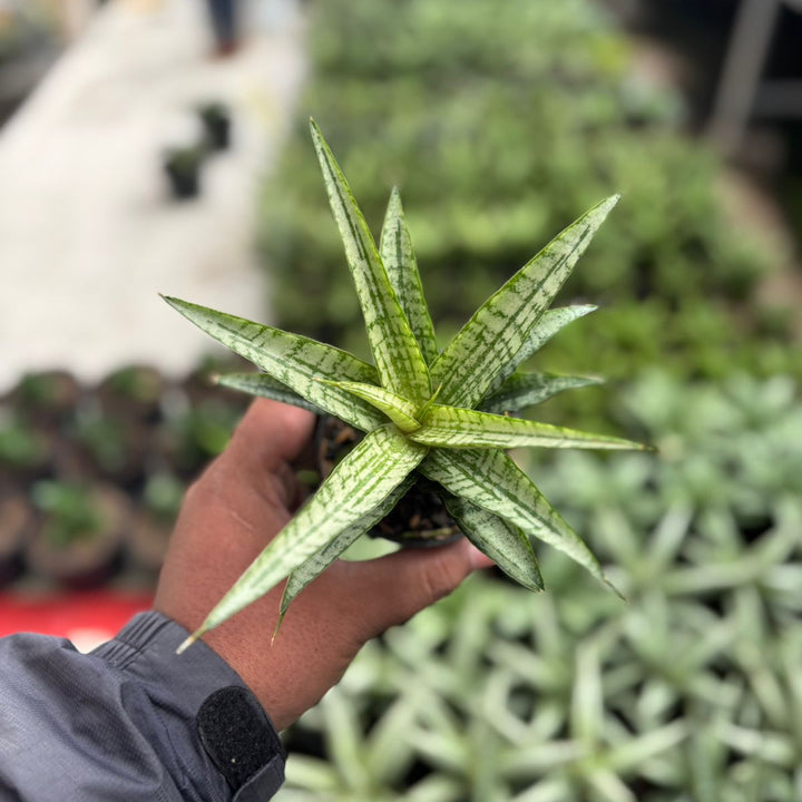 SA13 Sansevieria gepeng