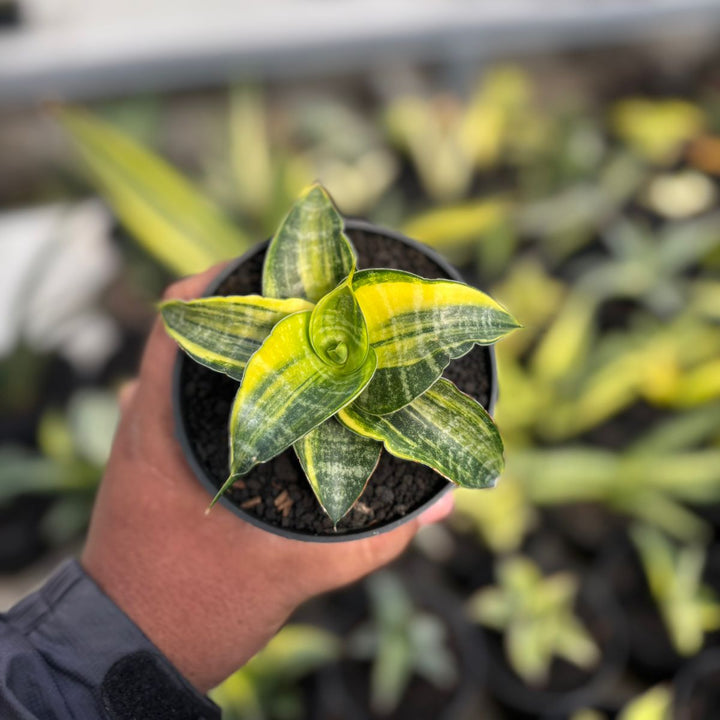 SA14 Sansevieria ariela  variegated white