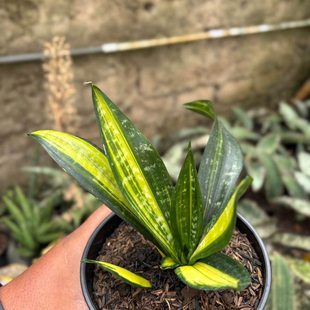 SA02 Sansevieria  black brazilian variegated