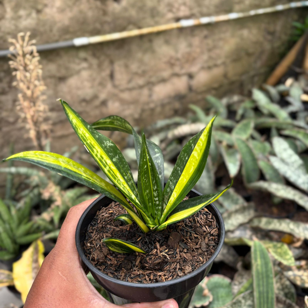 SA02 Sansevieria  black brazilian variegated
