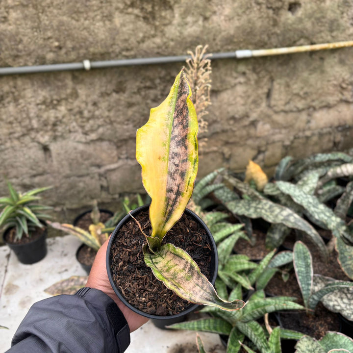 SA01 Sansevieria  kirki brown variegated