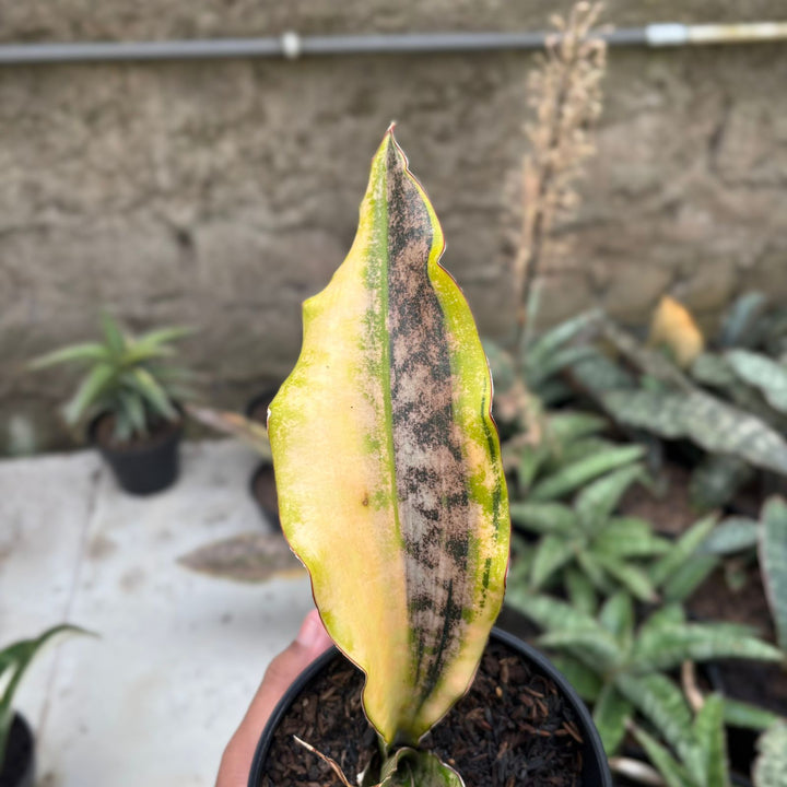 SA01 Sansevieria  kirki brown variegated