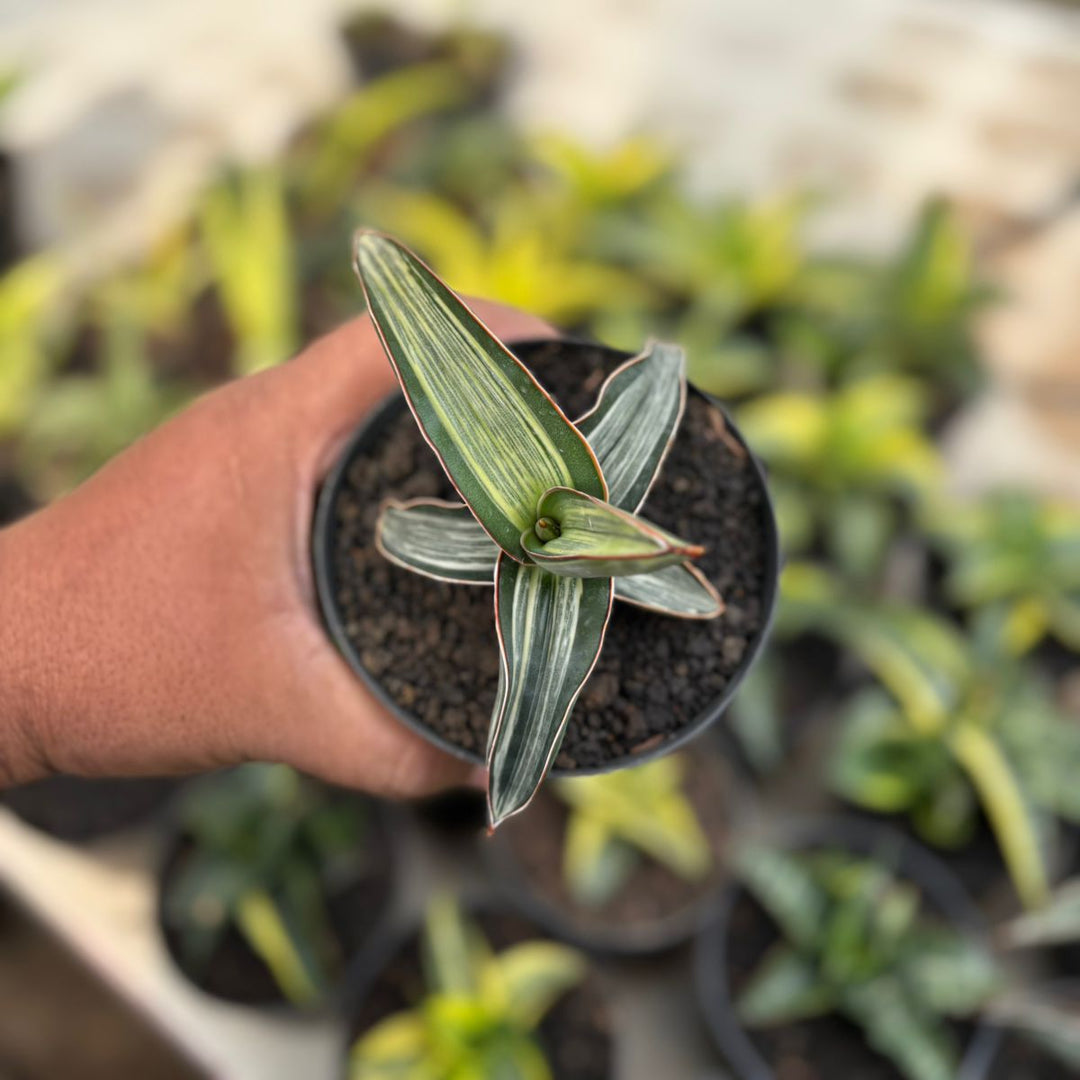 EXACT PLANT Sanseviera drak green clone variegated white