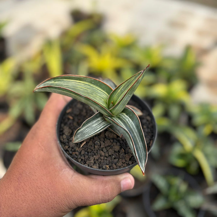 EXACT PLANT Sanseviera drak green clone variegated white