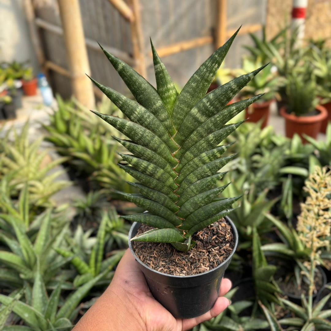 EXACT PLANT Sansevieria gabriela x bela x ariela x boncel