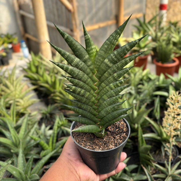 EXACT PLANT Sansevieria gabriela x bela x ariela x boncel
