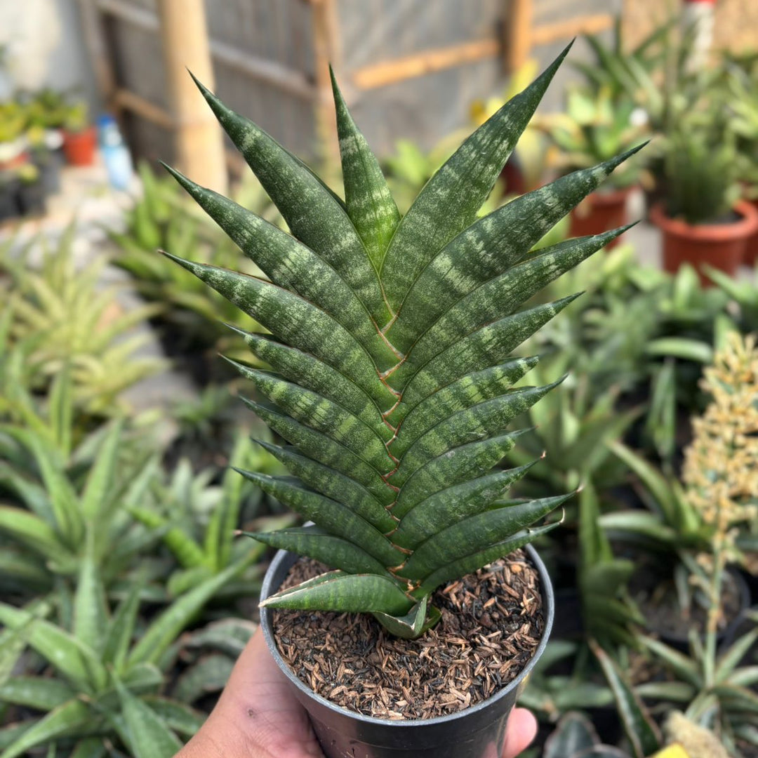 EXACT PLANT Sansevieria gabriela x bela x ariela x boncel