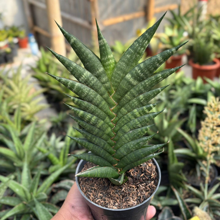 EXACT PLANT Sansevieria gabriela x bela x ariela x boncel