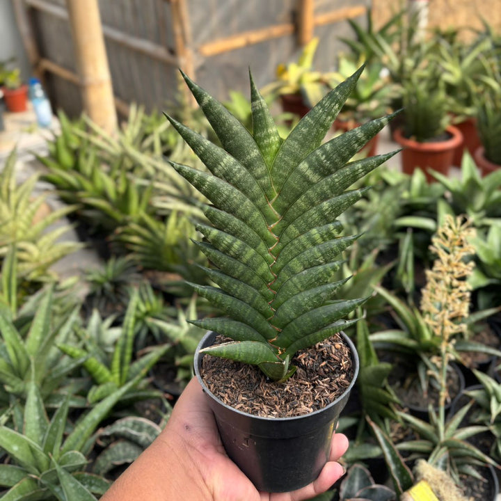 EXACT PLANT Sansevieria gabriela x bela x ariela x boncel