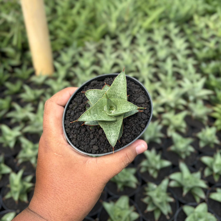 Sansevieria grizela leutik