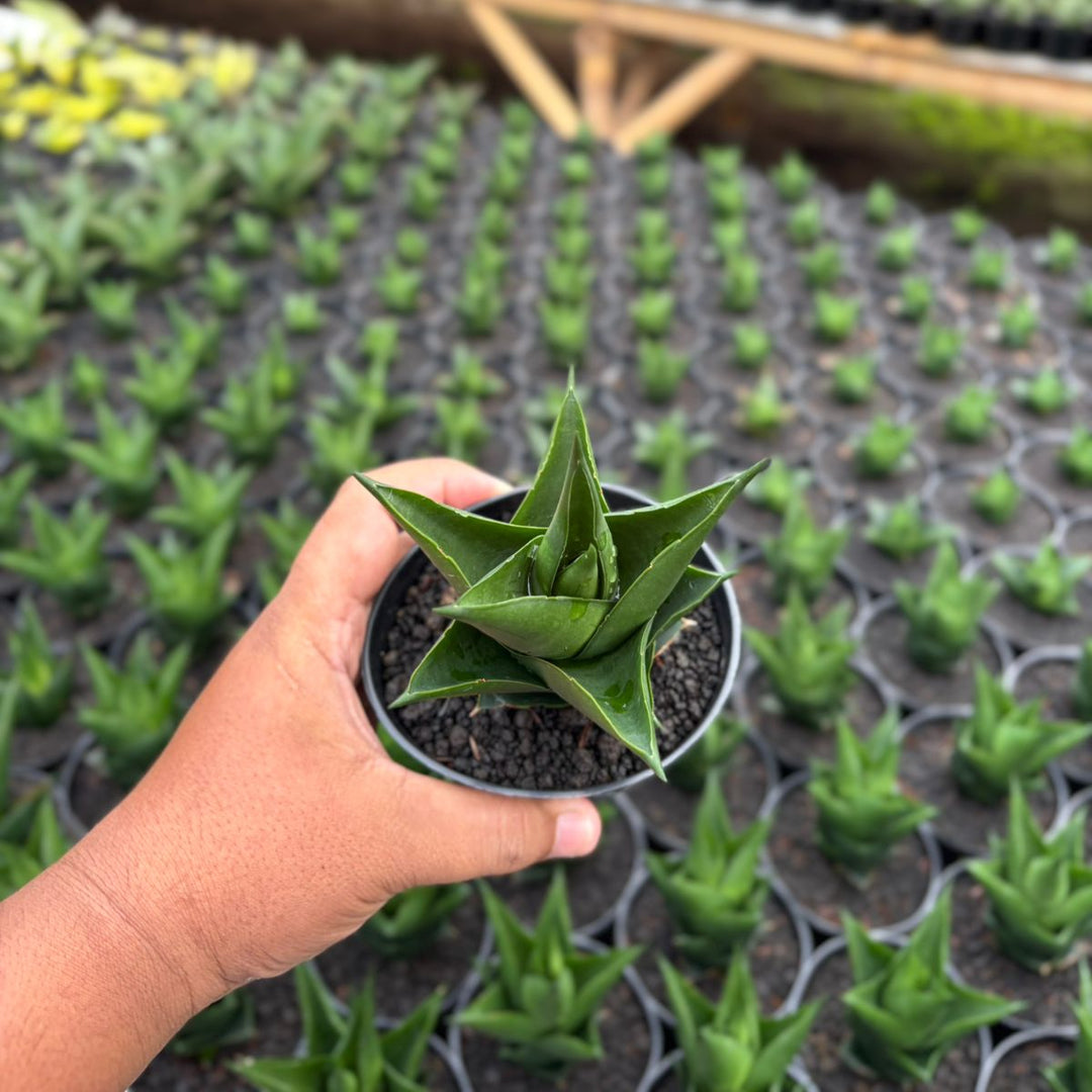 Sansevieria Tower black