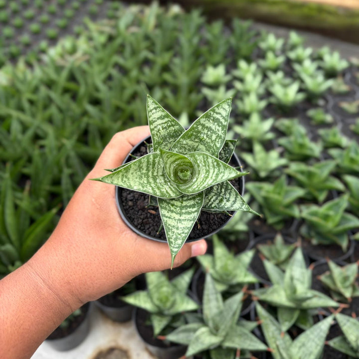 Sansevieria Konoha