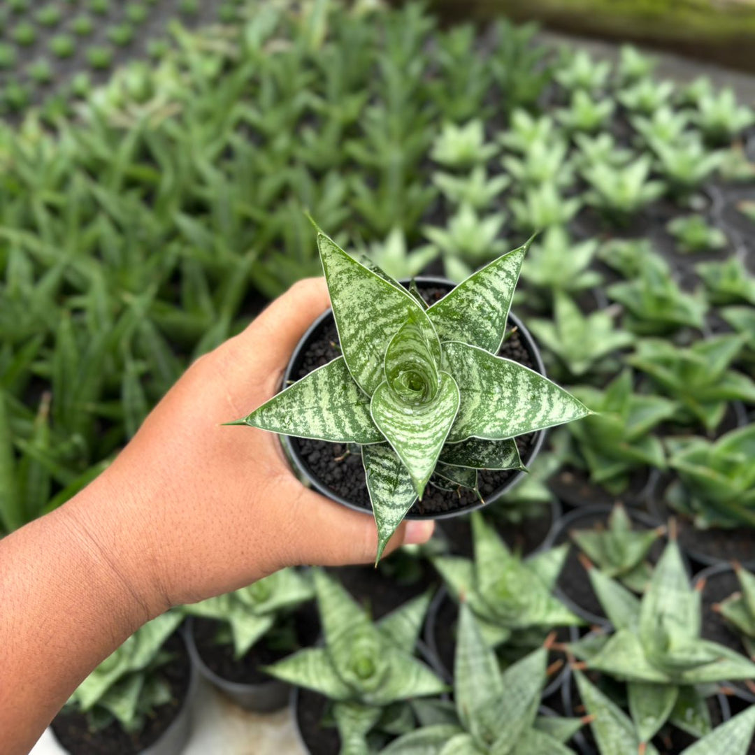 succulent that looks like a hand Sansevieria Konoha – Succulentasia