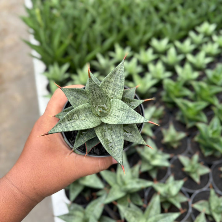 Sansevieria Dulcis