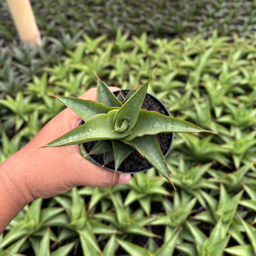 Sansevieria Mahendra