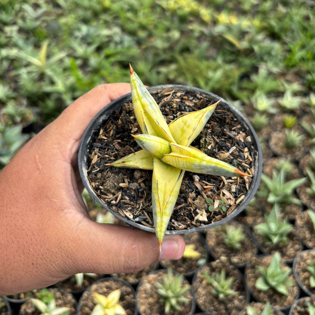 Sansevieria Blue clone variegated yellow